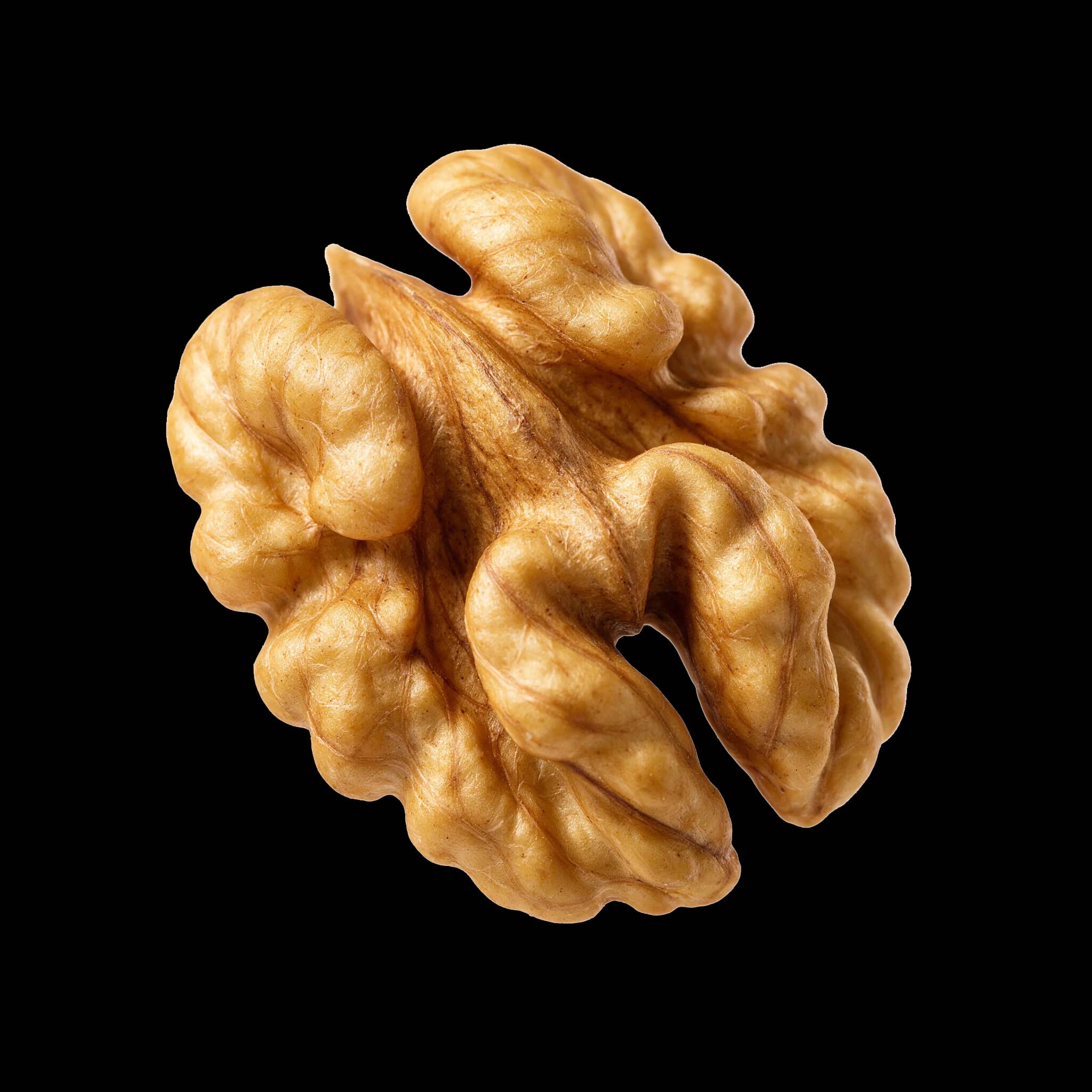 A shelled walnut half
